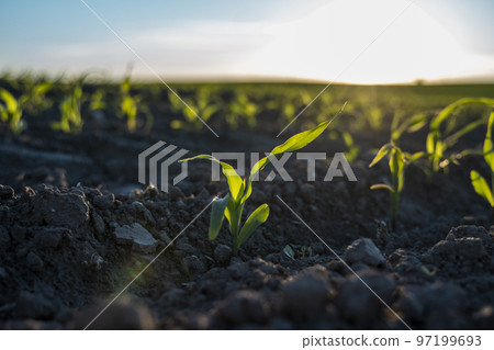 Young green crops of corn on agricultural field in the sunset. Corn plants growing in rows. Agriculture. 97199693