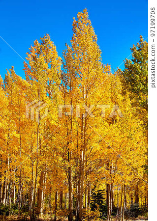 Close up of golden yellow aspen trees in fall Close up of golden yellow aspen trees in fall 97199708