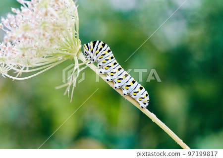 White, yellow, and black stripped caterpillar climbing stem of white flower White, yellow, and black stripped caterpillar climbing stem of white flower 97199817
