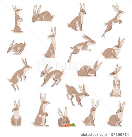 Hares and Jackrabbits as Swift Animal with Long Ears and Grayish Brown Coat Big Vector Set 97200714