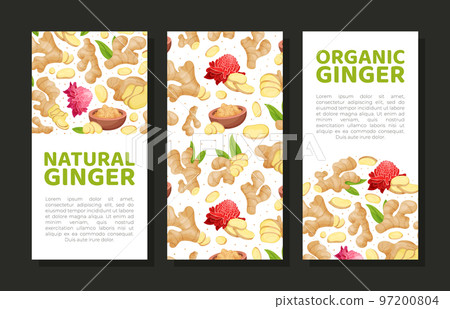 Organic Ginger Design with Root and Blooming Flower Vector Template 97200804