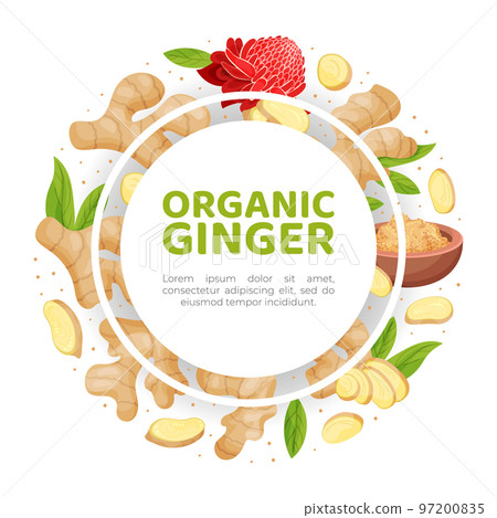 Organic Ginger Design with Root and Blooming Flower Vector Template 97200835