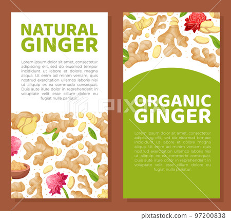 Organic Ginger Design with Root and Blooming Flower Vector Template Organic Ginger Design with Root and Blooming Flower Vector Template 97200838