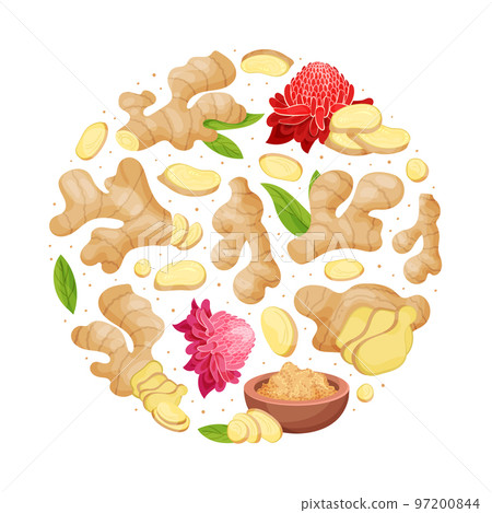 Organic Ginger Round Composition Design with Root and Blooming Flower Vector Template 97200844