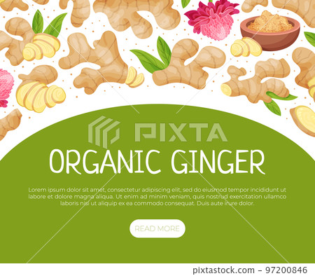 Organic Ginger Design with Root and Blooming Flower Vector Template Organic Ginger Design with Root and Blooming Flower Vector Template 97200846