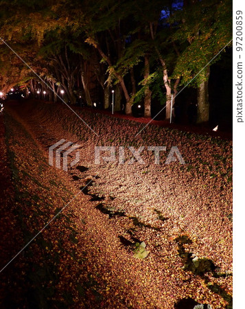 五顏六色的調色板,燃燒的秋天,沿著河口湖燈火通明的楓樹走廊漫步 五顏六色的調色板,燃燒的秋天,沿著河口湖燈火通明的楓樹走廊漫步 97200859