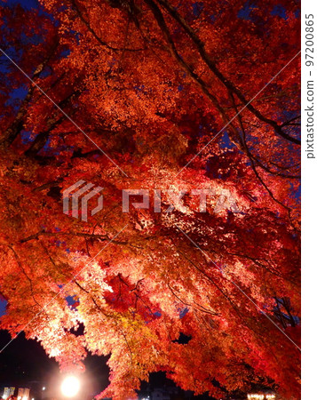 Colorful palette, burning autumn, walk along the illuminated maple corridor at Lake Kawaguchiko Colorful palette, burning autumn, walk along the illuminated maple corridor at Lake Kawaguchiko 97200865