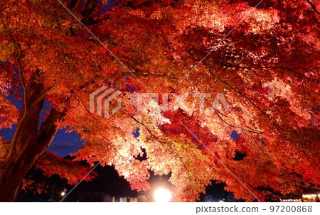 五顏六色的調色板,燃燒的秋天,沿著河口湖燈火通明的楓樹走廊漫步 五顏六色的調色板,燃燒的秋天,沿著河口湖燈火通明的楓樹走廊漫步 97200868