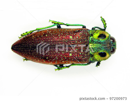 Jewel beautiful beetle isolated on white. Lampropelpa rothschildi macro close up, buprestidae, collection beetle, insects 97200973