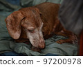 老狗 97200978