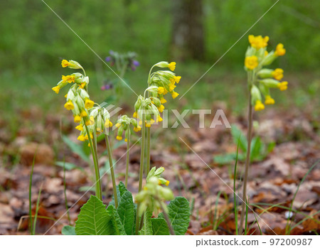 Primrose blooming in a forest 97200987