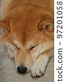 Shiba Inu睡覺 97201058