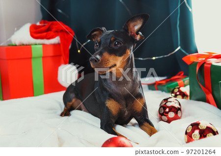Portrait of funny dog miniature pinscher playing with Christmas ball around gift boxes 97201264