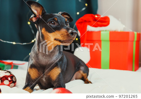 Portrait of funny dog miniature pinscher playing with Christmas ball around gift boxes Portrait of funny dog miniature pinscher playing with Christmas ball around gift boxes 97201265
