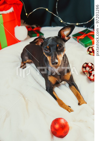 Portrait of funny dog miniature pinscher playing with Christmas ball around gift boxes Portrait of funny dog miniature pinscher playing with Christmas ball around gift boxes 97201266