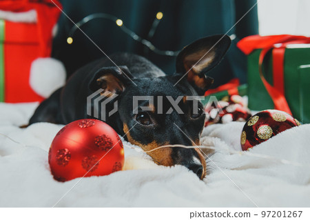 Portrait of funny dog miniature pinscher playing with Christmas ball around gift boxes 97201267
