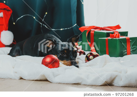 Portrait of funny dog miniature pinscher playing with Christmas ball around gift boxes 97201268