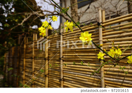 竹籬旁盛開的黃色梅花 竹籬旁盛開的黃色梅花 97201615