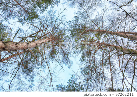 Pine trees in rime on a clear winter day. Pine trees in rime on a clear winter day. 97202211