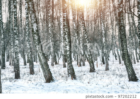 Frozen birch forest landscape. 97202212
