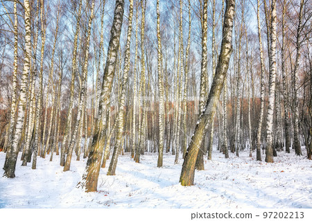 Frozen birch forest landscape. Frozen birch forest landscape. 97202213