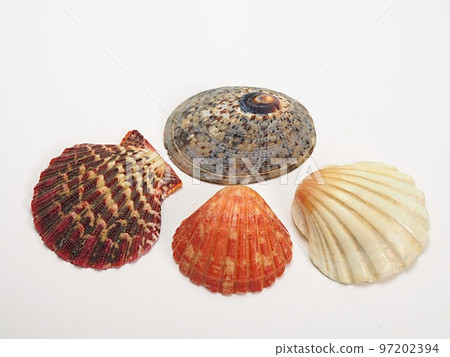 Enshu beach shell Enshu beach shell 97202394