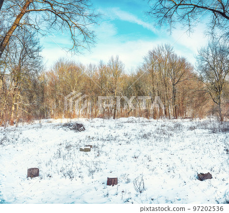 Beautiful winter sunny day with trees in the snow. Beautiful winter sunny day with trees in the snow. 97202536