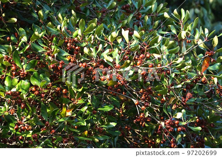 成熟和撕裂的 mokkoku 水果，2022 年 11 月 97202699