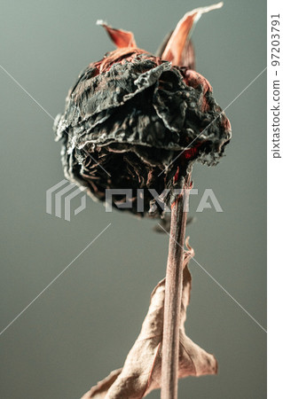 burnt dry rose as a concept of death and burn out, loneliness and fading away, vertical dry withering flower on grey background. burnt dry rose as a concept of death and burn out, loneliness and fading away, vertical dry withering flower on grey background. 97203791