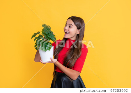 surprised child with monstera in pot on yellow background surprised child with monstera in pot on yellow background 97203992