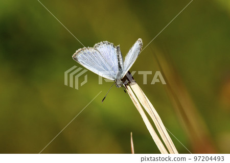 大和Shizimi 97204493