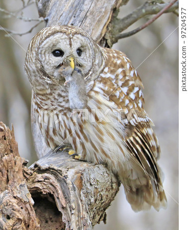 Barred Owl standing on a tree branch in the forest holding and eating his prey, Quebec, Canada 97204577