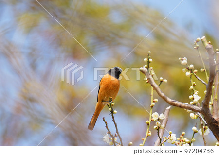 Yobitaki of Bairin 97204736