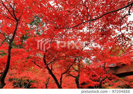 Yurihiko Park Momiji Valley 97204888