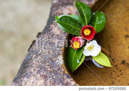 紅白相間的山茶花附在蹲下 97205080