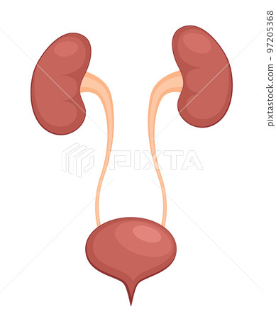 Urinary system anatomy. Incontinence biology infection uti, ureter kidney bladder vector diagram 97205368