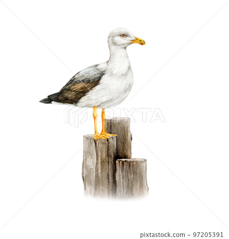 Seagull bird on a wooden bollard. Watercolor illustration. Hand drawn white gull wildlife sea and ocean animal. Coast seagull bird perched on a wooden coast bollard element. White background 97205391