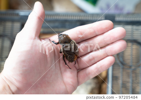 beetle with deformed wings beetle with deformed wings 97205484