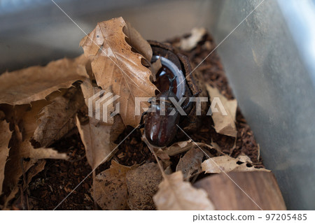 beetle eating food beetle eating food 97205485
