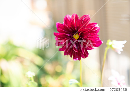 Dahlia flower Dahlia flower 97205486