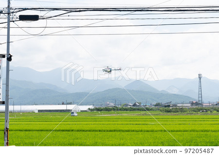 Helicopter spraying medicine on rice fields Helicopter spraying medicine on rice fields 97205487