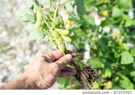 Harvesting green soybeans 97205493