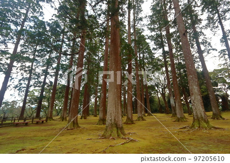 舊本丸（宮崎縣日南市）舊址上的奧比城奧比杉 97205610