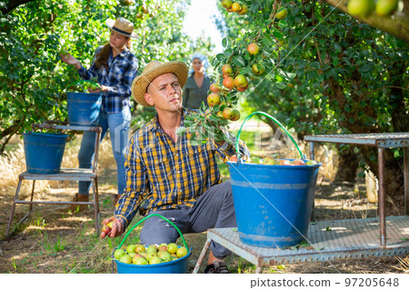 Group of people picking pears 97205648