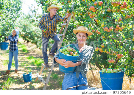Woman posing near buckets with picked pears Woman posing near buckets with picked pears 97205649