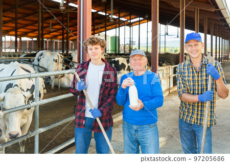 Three cheerful friendly livestock farm workers posing in cowshed 97205686