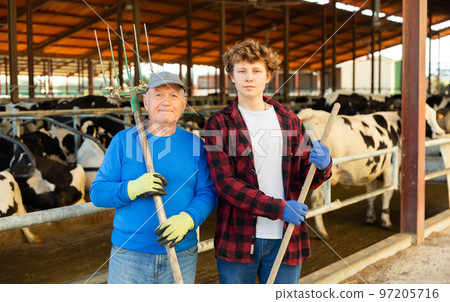 Elderly and youth men farm workers in cowshed Elderly and youth men farm workers in cowshed 97205716