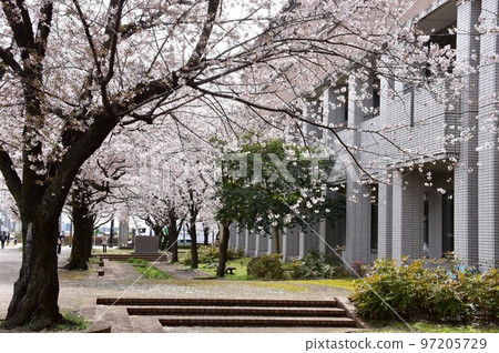 神奈川縣綾瀨市政府和一排排盛開的櫻花樹 神奈川縣綾瀨市政府和一排排盛開的櫻花樹 97205729