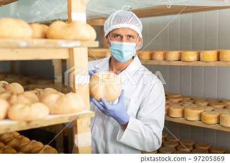 Cheesemaker checking aging process of goat cheese in maturing chamber 97205869