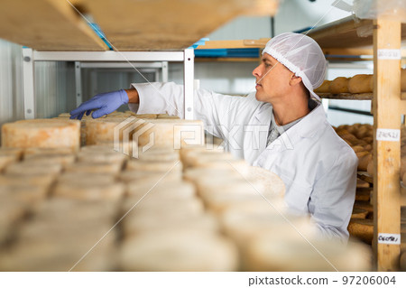 Cheese maker brushing mould off the hard cheeses by hand. Numbers on white pieces of paper are date when cheese was put into ripening chamber 97206004